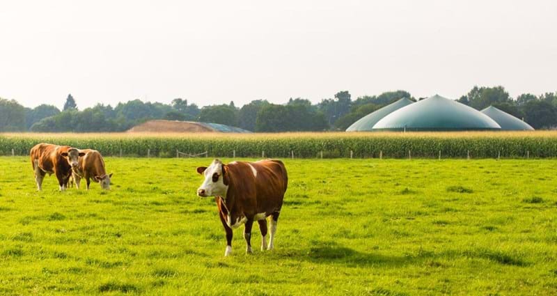 Cows in a field with Biomethane storage in the background.